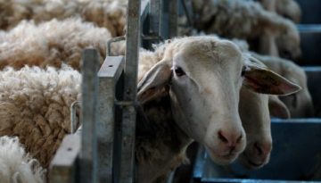 &Alpha;&kappa;ό&mu;&eta; &mu;&iota;&alpha; &sigma;ύ&sigma;&kappa;&epsilon;&psi;&eta; &sigma;&tau;&omicron; &Mu;&alpha;&xi;ί&mu;&omicron;&upsilon; &gamma;&iota;&alpha; &tau;&eta;&nu; &epsilon;&upsilon;&lambda;&omicron;&gamma;&iota;ά &tau;&omega;&nu; &alpha;&iota;&gamma;&omicron;&pi;&rho;&omicron;&beta;ά&tau;&omega;&nu; &ndash; &Theta;&alpha; &sigma;&upsilon;&mu;&mu;&epsilon;&tau;έ&chi;&omicron;&upsilon;&nu; &pi;&epsilon;&rho;&iota;&phi;&epsilon;&rho;&epsilon;&iota;ά&rho;&chi;&epsilon;&sigmaf;
