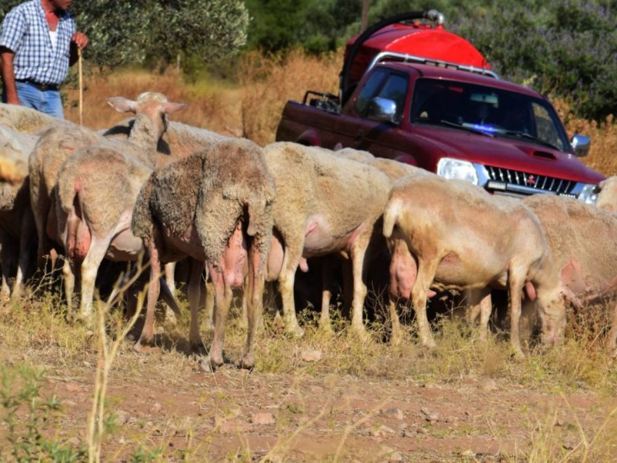 Ευλογιά αιγοπροβάτων: Η κυβέρνηση… τρέχει για να «σβήσει τη φωτιά» με τους κτηνοτρόφους
