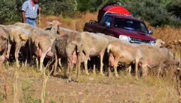 Ευλογιά αιγοπροβάτων: Η κυβέρνηση… τρέχει για να «σβήσει τη φωτιά» με τους κτηνοτρόφους