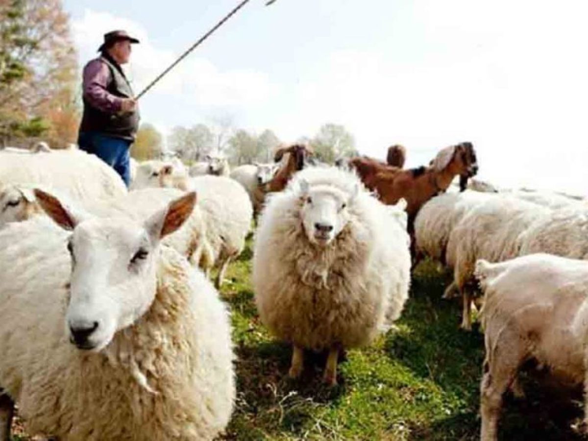 Ευλογιά προβάτων: Τι αποφασίστηκε στη σύσκεψη υπό τον Μητσοτάκη