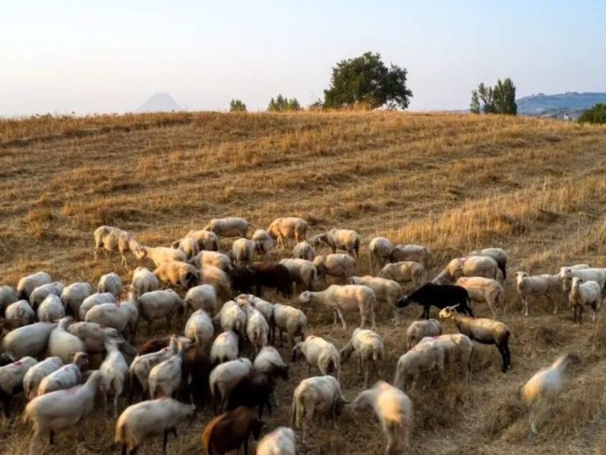 ΥΠΑΑΤ κατά ΠΑΣΟΚ για ευλογιά των προβάτων: «Γίνεστε ουρά του Βελόπουλου και της Λατινοπούλου»