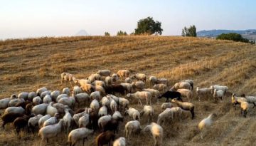 ΥΠΑΑΤ κατά ΠΑΣΟΚ για ευλογιά των προβάτων: «Γίνεστε ουρά του Βελόπουλου και της Λατινοπούλου»