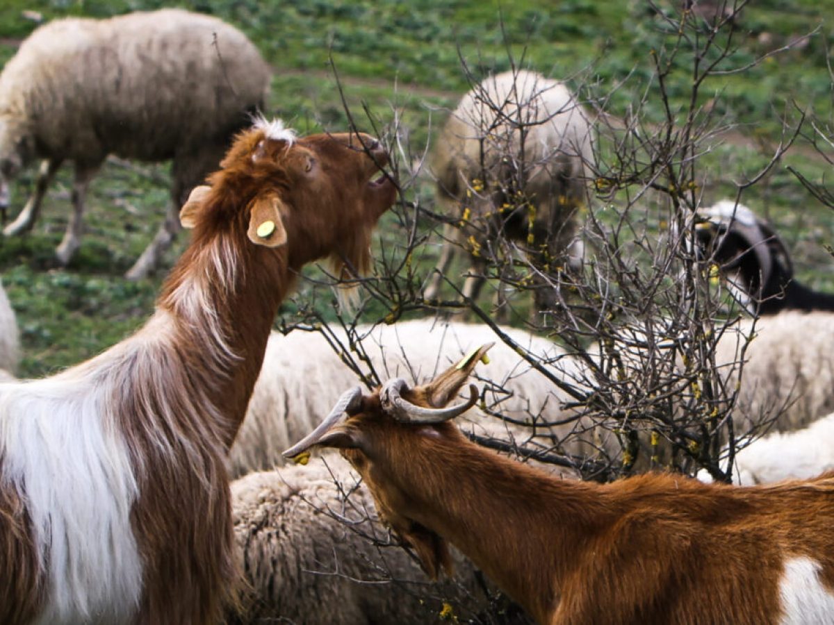 Κυβέρνηση: Δεν υπάρχει εμβόλιο για την ευλογιά των αιγοπροβάτων – Φτάνει η παραπληροφόρηση από τους εμπόρους ψεμάτων