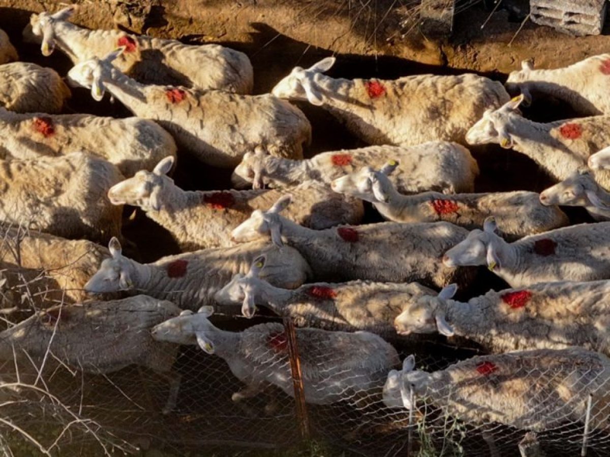 Κυβερνητική σύσκεψη υπό τον πρωθυπουργό με περιφερειάρχες για την ευλογιά των αιγοπροβάτων