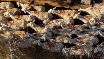 Κυβερνητική σύσκεψη υπό τον πρωθυπουργό με περιφερειάρχες για την ευλογιά των αιγοπροβάτων