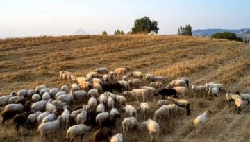 Κώστας Τσιάρας για ευλογιά προβάτων: «Ο εμβολιασμός δεν συνεπάγεται απαραίτητα τη μη θανάτωση των ζώων»