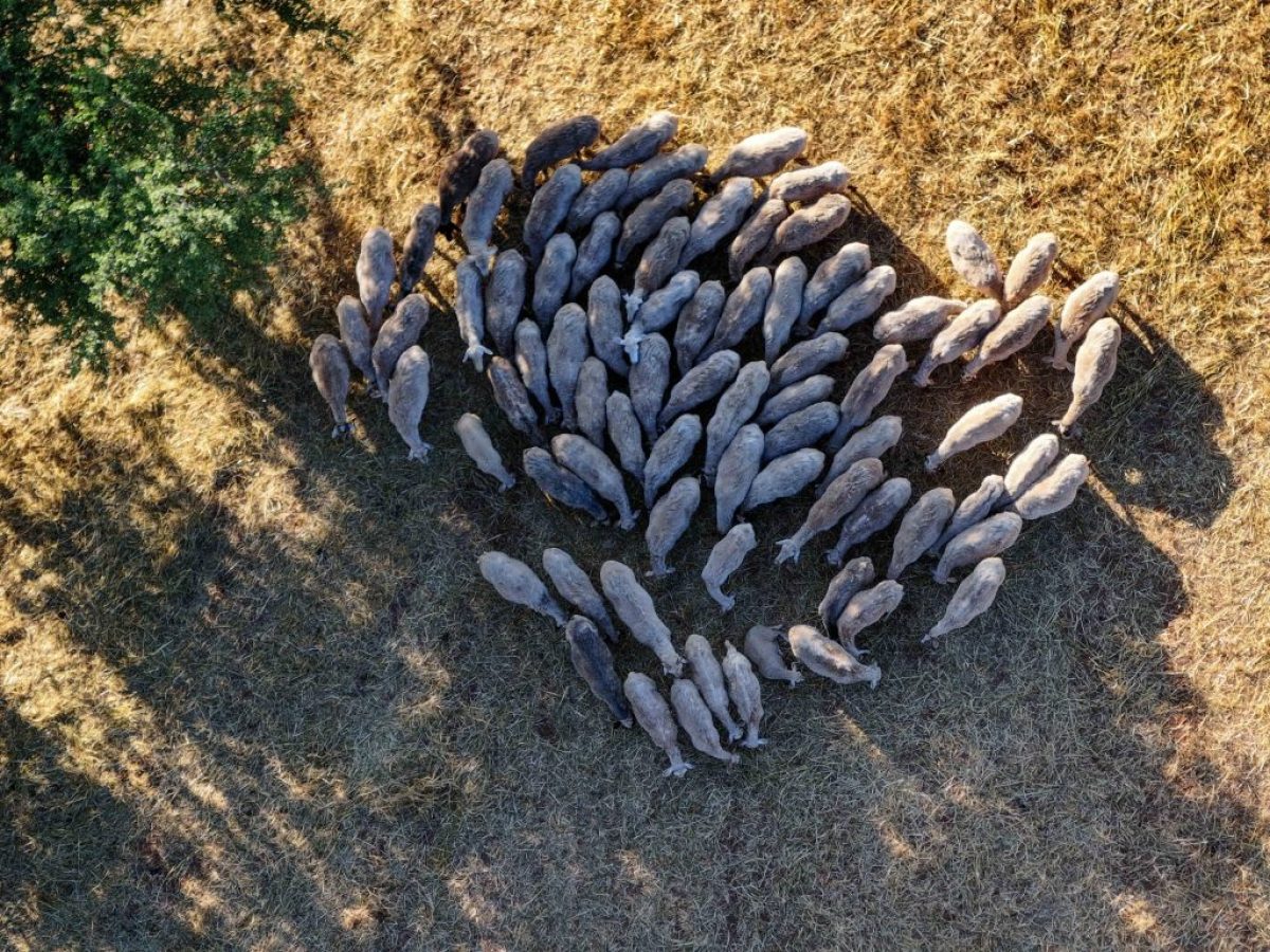 Ολοκληρώθηκε η σύσκεψη στο Μαξίμου για την ευλογιά – 10 ερωτήσεις και απαντήσεις