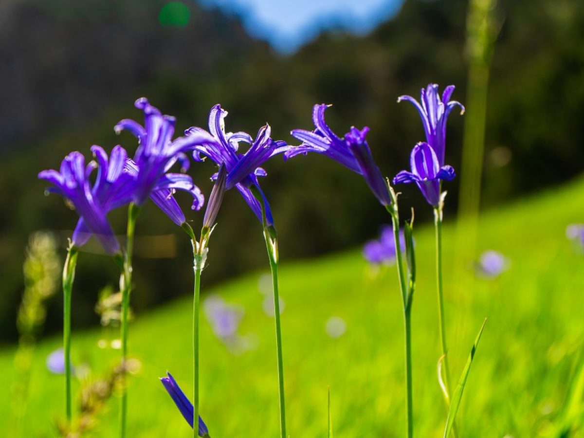 Πώς ήταν η ζωή στο Ιραν πριν την Ισλαμική Επανάσταση;