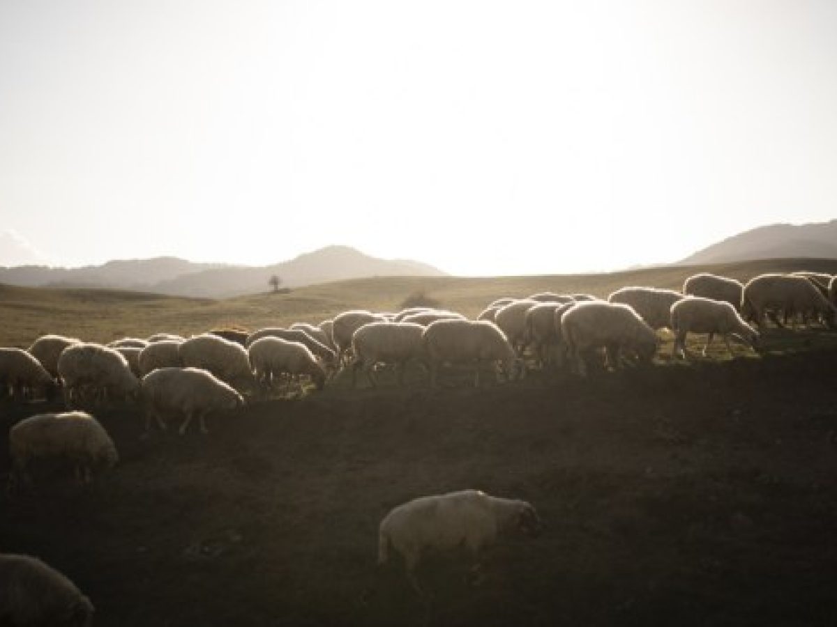 Δεν πείθουν οι απαντήσεις της ΑΑΔΕ για τις τελευταίες κατανομές του ΟΠΕΚΕΠΕ
