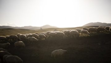 &Delta;&epsilon;&nu; &pi;&epsilon;ί&theta;&omicron;&upsilon;&nu; &omicron;&iota; &alpha;&pi;&alpha;&nu;&tau;ή&sigma;&epsilon;&iota;&sigmaf; &tau;&eta;&sigmaf; &Alpha;&Alpha;&Delta;&Epsilon; &gamma;&iota;&alpha; &tau;&iota;&sigmaf; &tau;&epsilon;&lambda;&epsilon;&upsilon;&tau;&alpha;ί&epsilon;&sigmaf; &kappa;&alpha;&tau;&alpha;&nu;&omicron;&mu;έ&sigmaf; &tau;&omicron;&upsilon; &Omicron;&Pi;&Epsilon;&Kappa;&Epsilon;&Pi;&Epsilon;