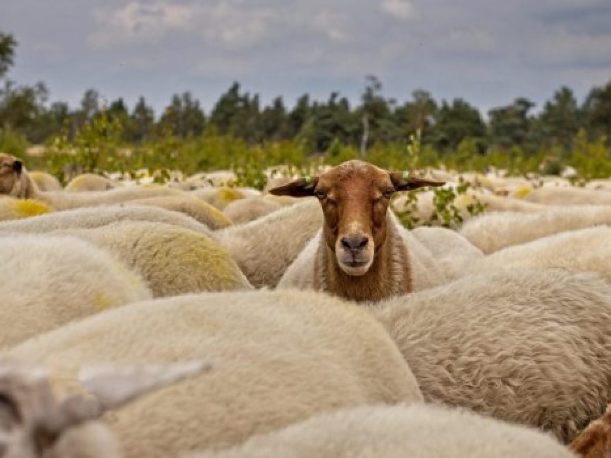 Ο EFSA υπέρ του εμβολιασμού για την ευλογιά των αιγοπροβάτων – «Ανεπανόρθωτα εκτεθειμένη η κυβέρνηση», λέει ο Β. Κόκκαλης