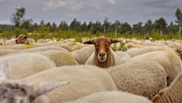 &Omicron; EFSA &upsilon;&pi;έ&rho; &tau;&omicron;&upsilon; &epsilon;&mu;&beta;&omicron;&lambda;&iota;&alpha;&sigma;&mu;&omicron;ύ &gamma;&iota;&alpha; &tau;&eta;&nu; &epsilon;&upsilon;&lambda;&omicron;&gamma;&iota;ά &tau;&omega;&nu; &alpha;&iota;&gamma;&omicron;&pi;&rho;&omicron;&beta;ά&tau;&omega;&nu; &ndash; &laquo;&Alpha;&nu;&epsilon;&pi;&alpha;&nu;ό&rho;&theta;&omega;&tau;&alpha; &epsilon;&kappa;&tau;&epsilon;&theta;&epsilon;&iota;&mu;έ&nu;&eta; &eta; &kappa;&upsilon;&beta;έ&rho;&nu;&eta;&sigma;&eta;&raquo;, &lambda;έ&epsilon;&iota; &omicron; &Beta;. &Kappa;ό&kappa;&kappa;&alpha;&lambda;&eta;&sigmaf;