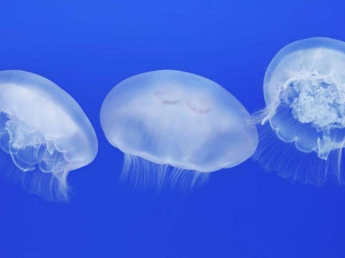 Το θρίλερ της CrediaBank , η ακτινογραφία των Deals, το χρέος-μαμούθ και οι «σκιές» στα σαλόνια