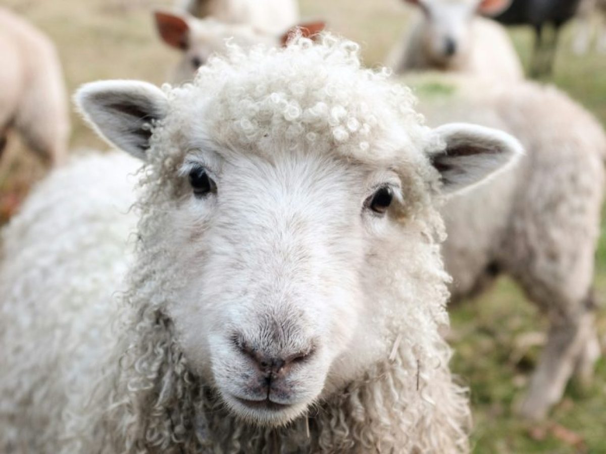 «Βόμβα» από ΣΥΡΙΖΑ: Έγγραφο του ΟΠΕΚΕΠΕ δείχνει επιδοτήσεις σε 29.000 «κτηνοτρόφους» χωρίς παραγωγή