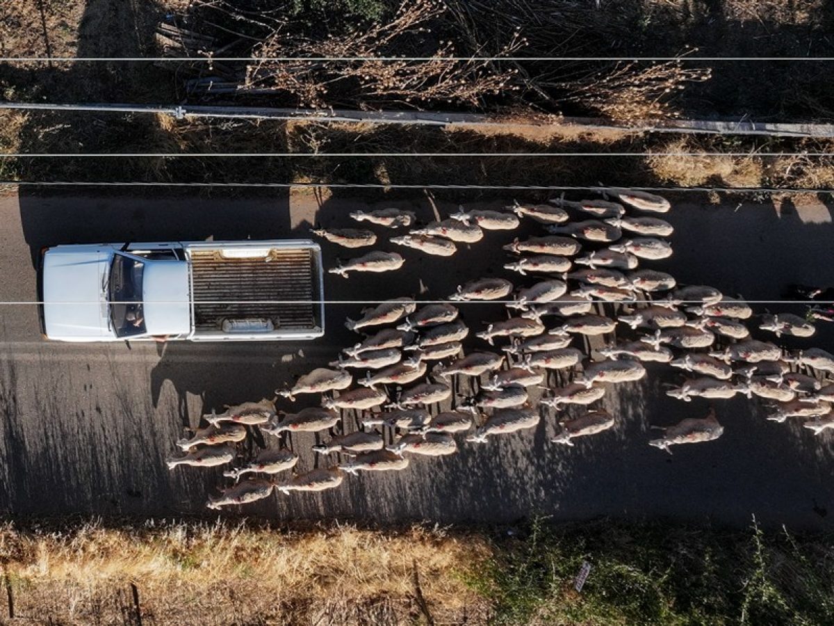 Ευρωπαϊκή συνδρομή για την αντιμετώπιση του αφθώδους πυρετού στη Λέσβο, ζητά Έλληνας Ευρωβουλευτής