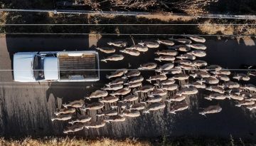 Ευρωπαϊκή συνδρομή για την αντιμετώπιση του αφθώδους πυρετού στη Λέσβο, ζητά Έλληνας Ευρωβουλευτής