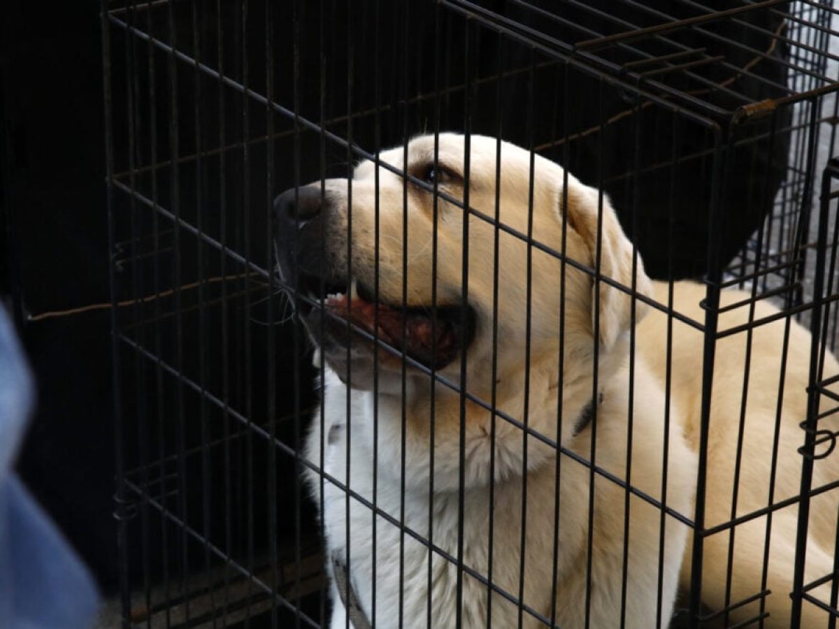 Ειδική πτήση από το ΥΠΕΞ για όσους θέλουν να επιστρέψουν με τα κατοικίδιά τους από το Ντουμπάι