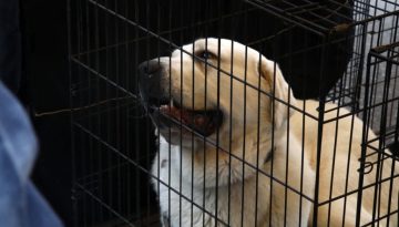 Ειδική πτήση από το ΥΠΕΞ για όσους θέλουν να επιστρέψουν με τα κατοικίδιά τους από το Ντουμπάι