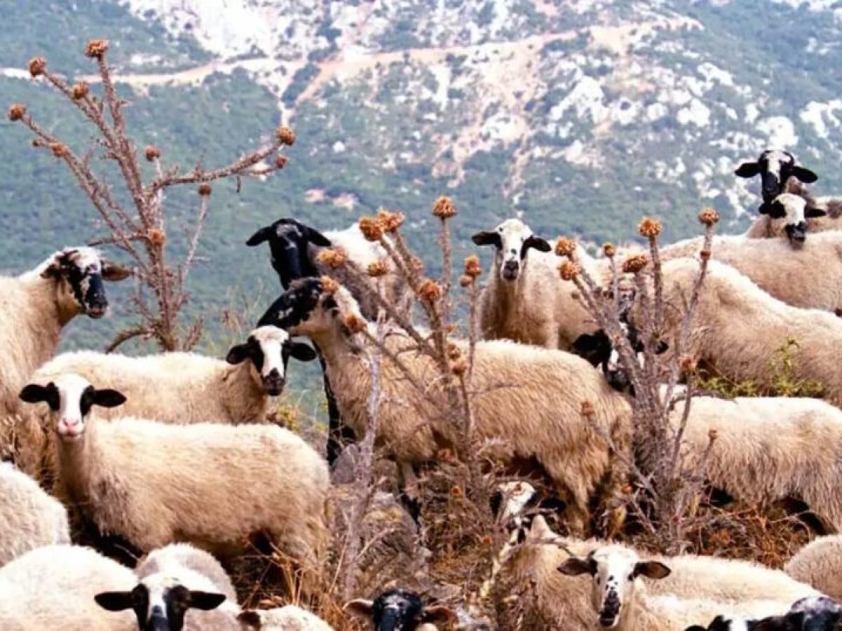 Μυτιλήνη: Ραντεβού με Μητσοτάκη ζητά ο δήμαρχος Δυτικής Λέσβου για τον αφθώδη πυρετό σε ζώα του νησιού