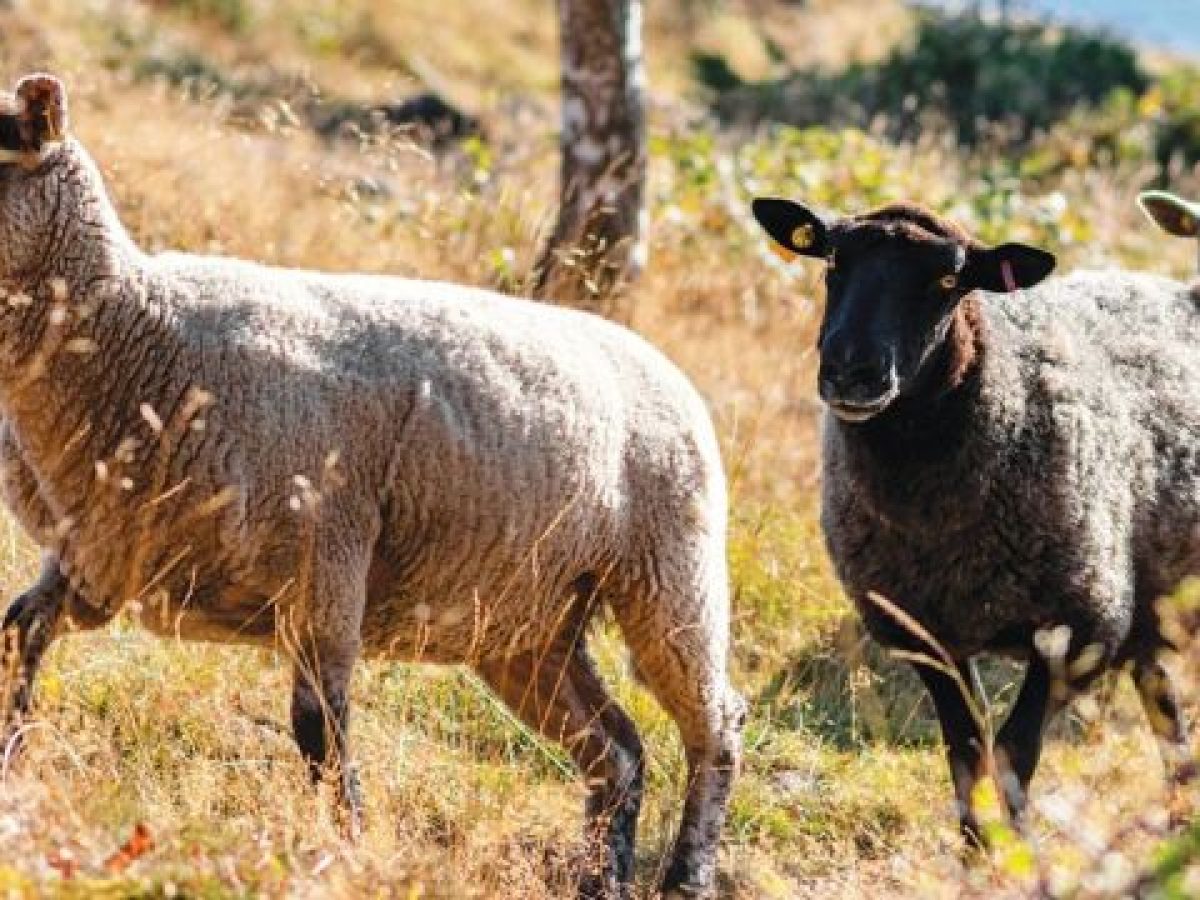 Μυτιλήνη: Συνάντηση με τον πρωθυπουργό για την αντιμετώπιση της ζωονόσου του αφθώδους πυρετού, ζητά ο δήμαρχος Δυτικής Λέ
