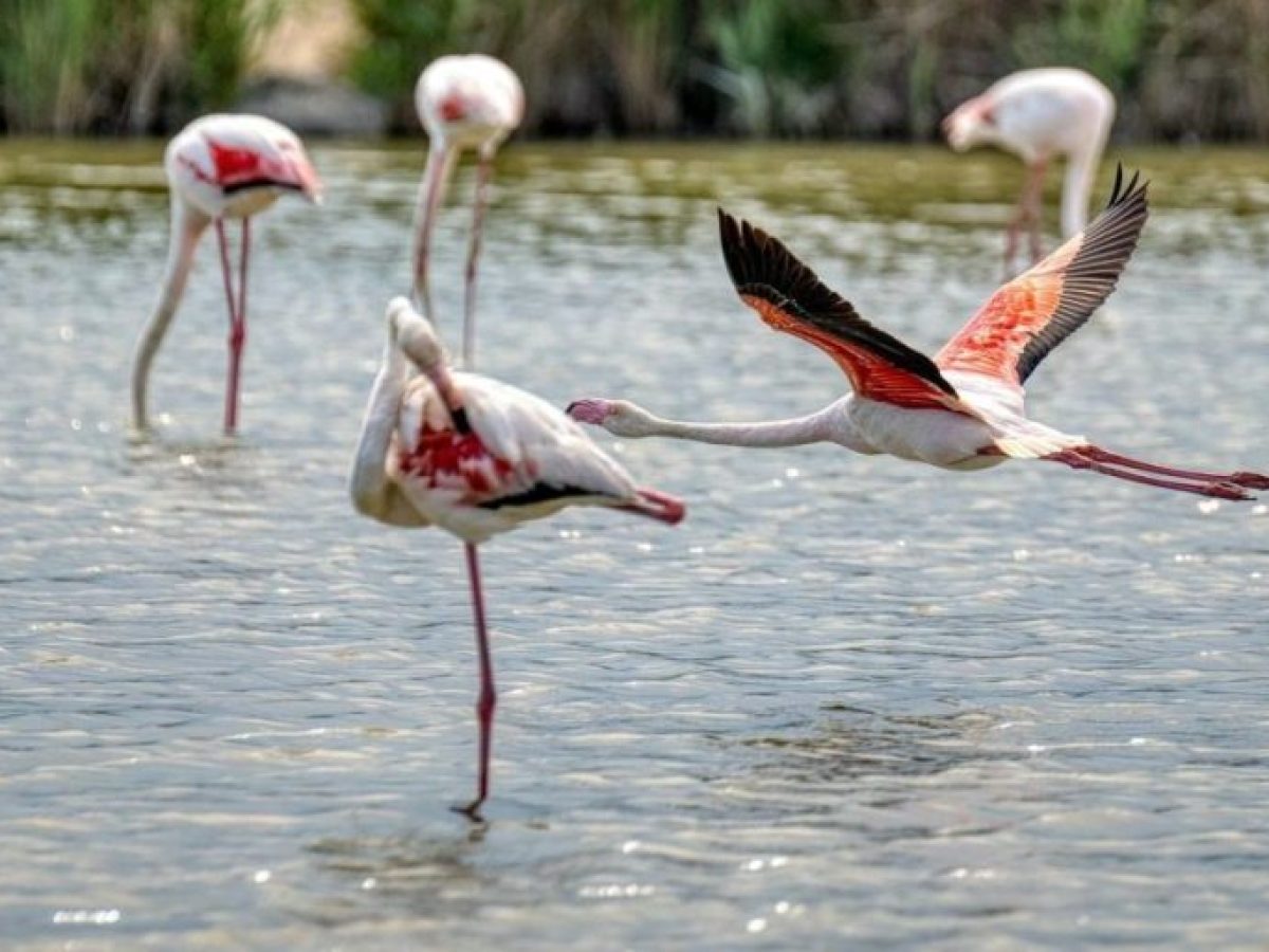 Τσιμέντο και στις Natura– Νομιμοποίηση αυθαιρέτων σε δάση