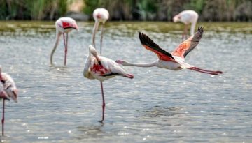 Τσιμέντο και στις Natura– Νομιμοποίηση αυθαιρέτων σε δάση