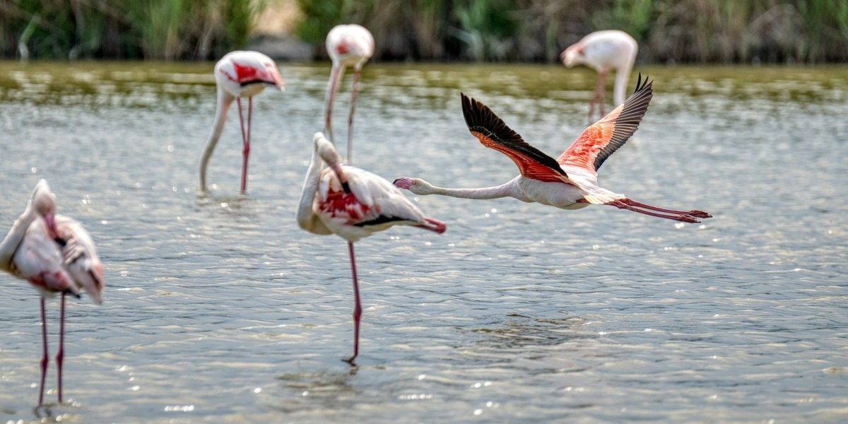 tsimento-ke-stis-Natura–-nomimopiisi