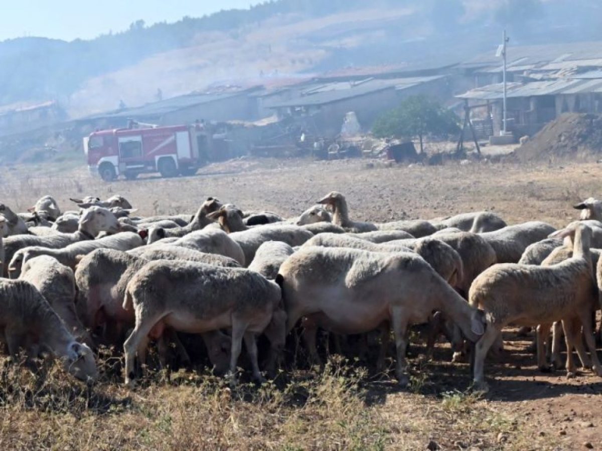 Ενίσχυση της συνεργασίας Ελλάδας – Κύπρου για την αντιμετώπιση του αφθώδους πυρετού