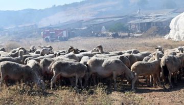 Ενίσχυση της συνεργασίας Ελλάδας – Κύπρου για την αντιμετώπιση του αφθώδους πυρετού