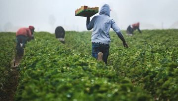 Ξεκινά η εφαρμογή της συμφωνίας Ελλάδας  Αιγύπτου για εργάτες γης: Σε εξέλιξη οι πρώτες διαδικασίες μετάκλησης
