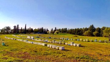 Ταφόπλακα Σχοινά στη βιολογική κτηνοτροφία μελισσοκομία