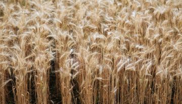 Mεταλλαγμένα τρόφιμα: Τα 5+1 ψέματα της κυβέρνησης