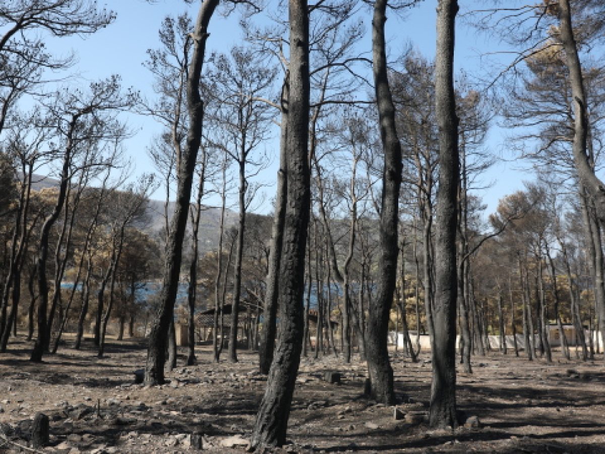 &Chi;&alpha;&rho;&delta;&alpha;&lambda;&iota;ά&sigmaf;: &Kappa;&alpha;&mu;ί&alpha; &alpha;&nu;&epsilon;&mu;&omicron;&gamma;&epsilon;&nu;&nu;ή&tau;&rho;&iota;&alpha; &sigma;&epsilon; &kappa;&alpha;&mu;έ&nu;&epsilon;&sigmaf; &kappa;&alpha;&iota; &alpha;&nu;&alpha;&delta;&alpha;&sigma;&omega;&tau;έ&epsilon;&sigmaf; &pi;&epsilon;&rho;&iota;&omicron;&chi;έ&sigmaf; &tau;&eta;&sigmaf; &Alpha;&tau;&tau;&iota;&kappa;ή&sigmaf;